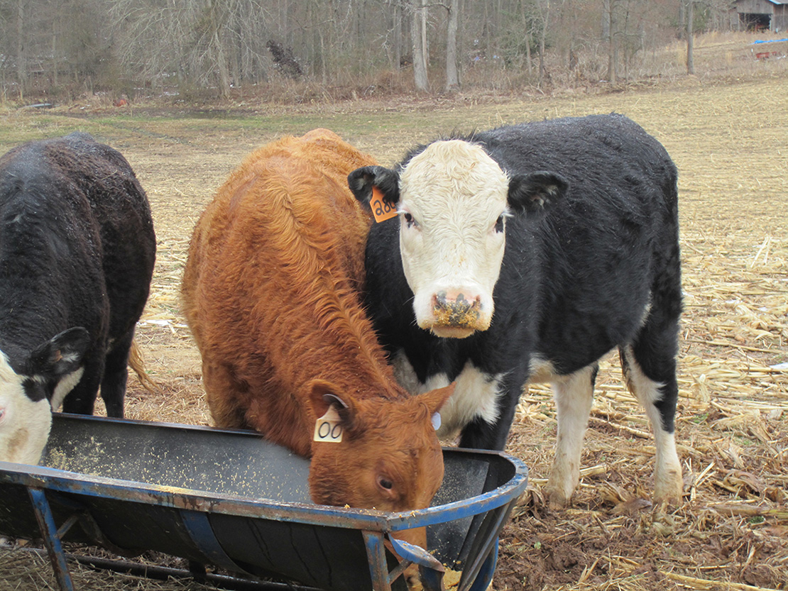 Ampthill Farm Virginia